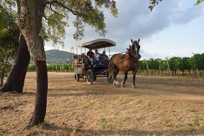 In a carriage among the vineyards, visit of the cellar, tasting of organic wines. - The Itinerary in Detail