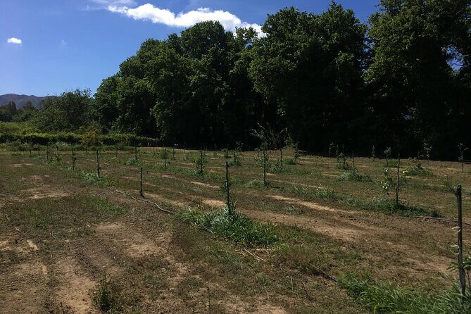 In Crete Discover the miracle of Olive Oil and Organic Fruits - Key Points