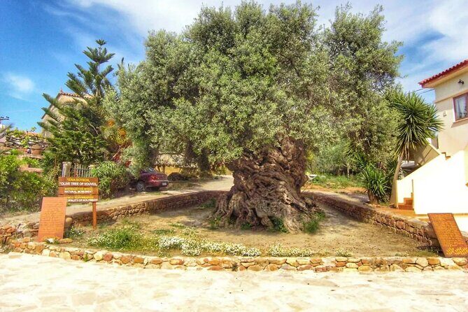 In Crete Discover the miracle of Olive Oil and Organic Fruits - FAQs About the Olive Oil and Organic Fruits Tour