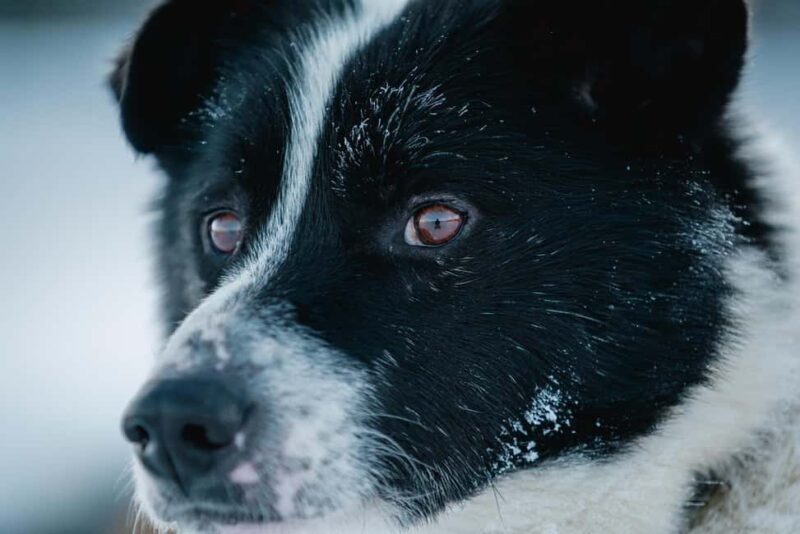 Inari: Husky Farm Visit - What to Expect from the Husky Farm Visit