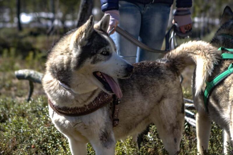 Inari: Husky Hike - Key Points