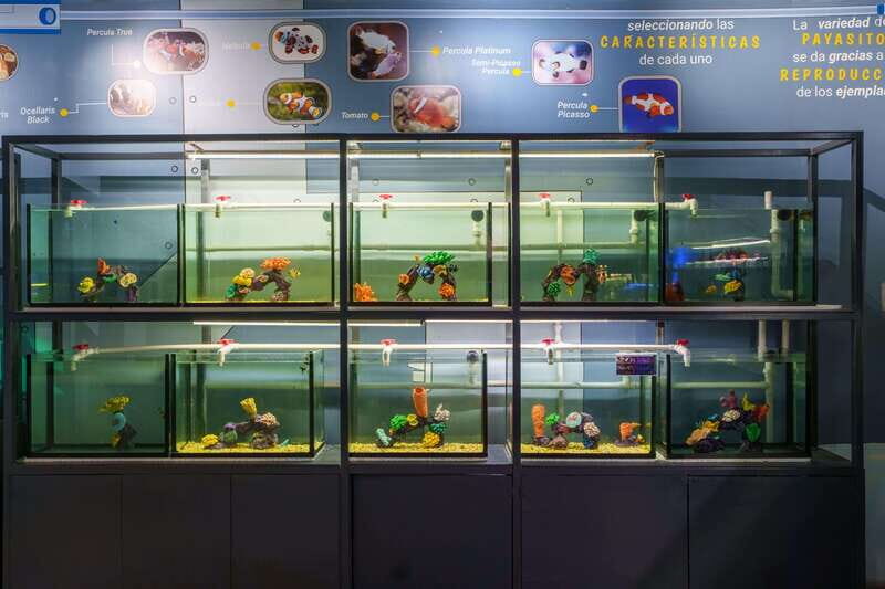 Inbursa Aquarium Entry Ticket with VR Option - FAQ