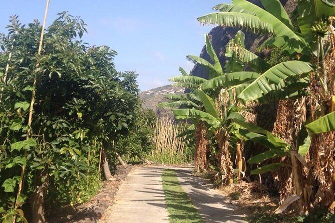 Incredible tour to a 'Faja' with a story - In-Depth Look at the Fajã dos Padres Tour
