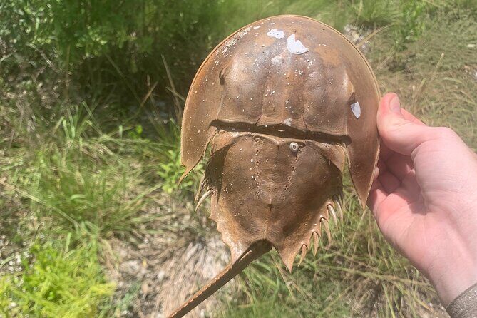 Indian River Clear Bottom Kayak or Paddleboarding Manatee and Dolphin Tour - The Photos and Memories