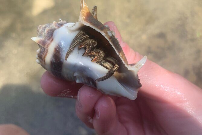 Indian River Clear Bottom Kayak or Paddleboarding Manatee and Dolphin Tour - Who Is This Tour Best For?