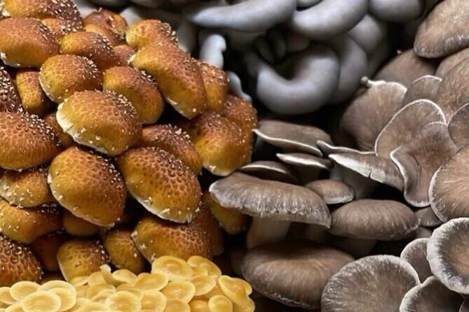 Indoor Mushroom Farm Tour - Key Points