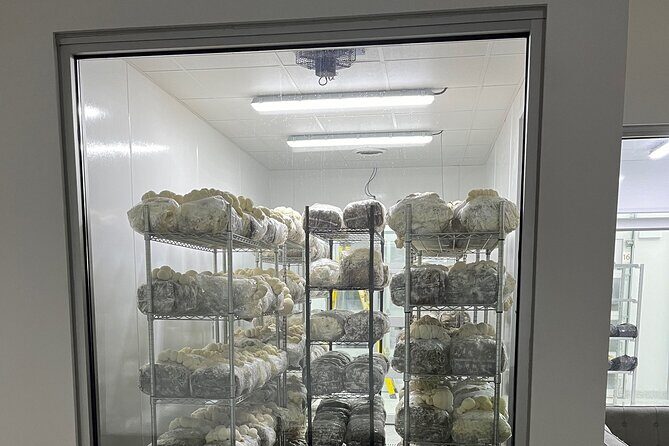 Indoor Mushroom Farm Tour - What’s the Tour All About?