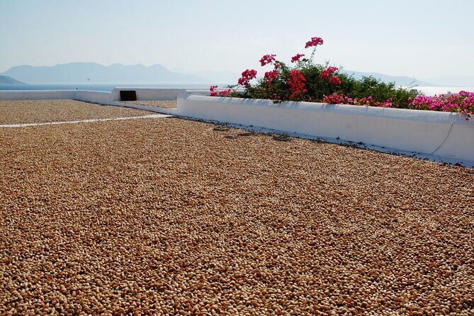 Insightful Pistachio Orchard and Factory Tour - What to Expect from the Tour