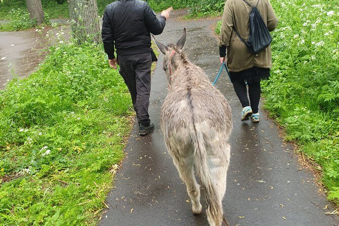 Inspirational Nature Walking Tour with Donkeys in The Hague - Price & Value