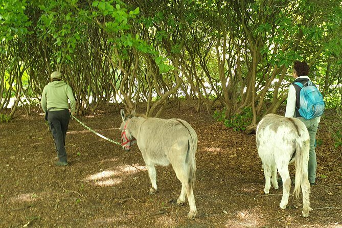 Inspirational Nature Walking Tour with Donkeys in The Hague - Who Should Consider This Tour?