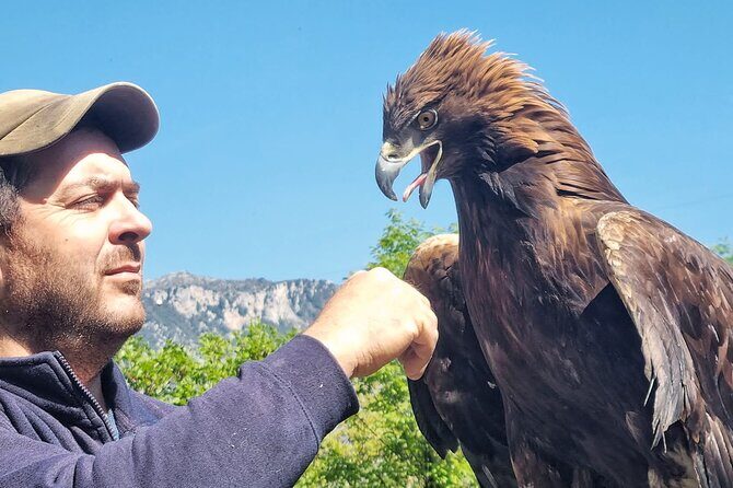 Interactive Educational Course on Birds of Prey - Key Points