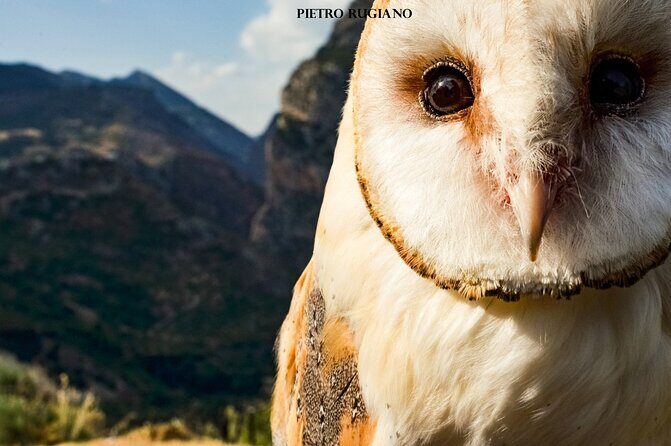 Interactive Educational Course on Birds of Prey - Who Will Love This Tour?