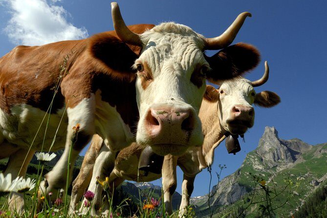 Interlaken and Grindelwald Day Trip from Lucerne - The Pros and Cons Based on Real Travelers’ Experiences