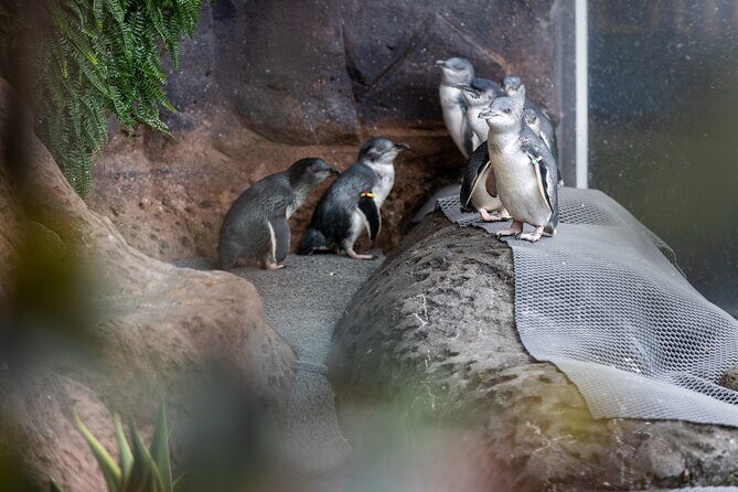 International Antarctic Centre General Admission Ticket - The Sum Up: Who Should Consider Visiting?