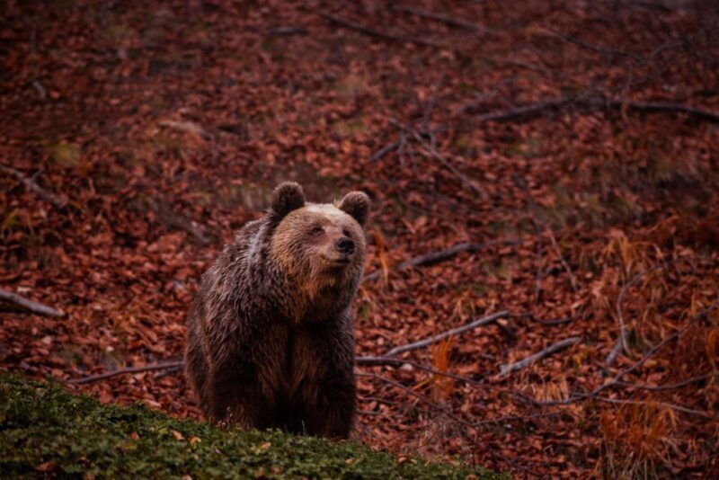 International Environmental Centre of ARCTUROS Tour - In-Depth Look at the ARCTUROS Experience