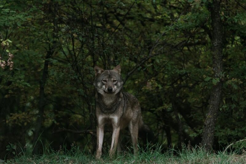 International Environmental Centre of ARCTUROS Tour - FAQs