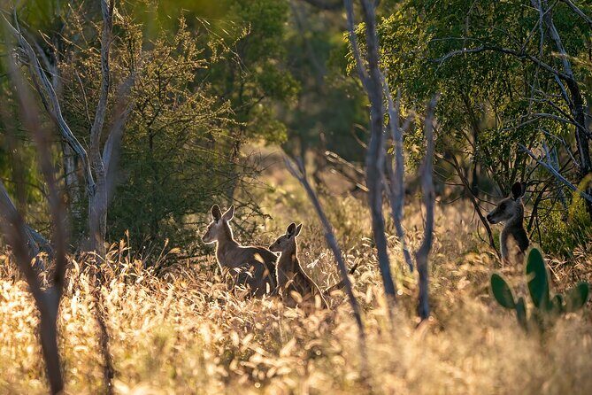 Intimate Blue Mountains Wild Kangaroos & Sunset for Nature Lovers - An In-Depth Look at the Experience
