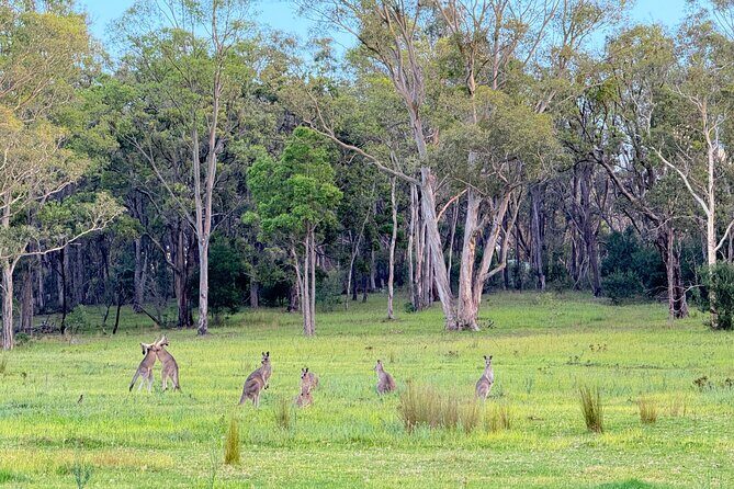 Intimate Blue Mountains Wild Kangaroos & Sunset for Nature Lovers - Who Would Love This Tour?