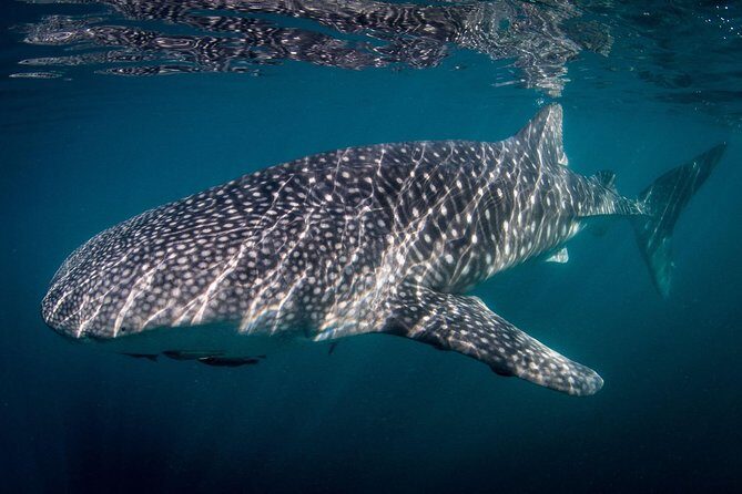 Intimate Eco-Friendly Whale Shark Encounter - Premium Service - What You Can Expect From the Tour
