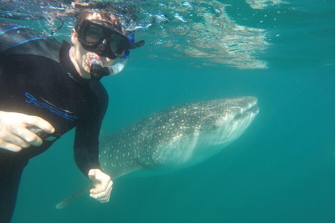 Intimate Eco-Friendly Whale Shark Encounter - Premium Service - The Value and Price