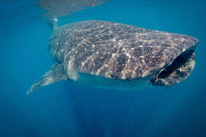 Intimate Eco-Friendly Whale Shark Encounter - Premium Service - Additional Details That Matter