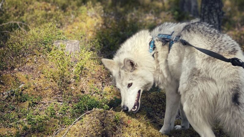 Into the Woods... - Private Tour - Key Points