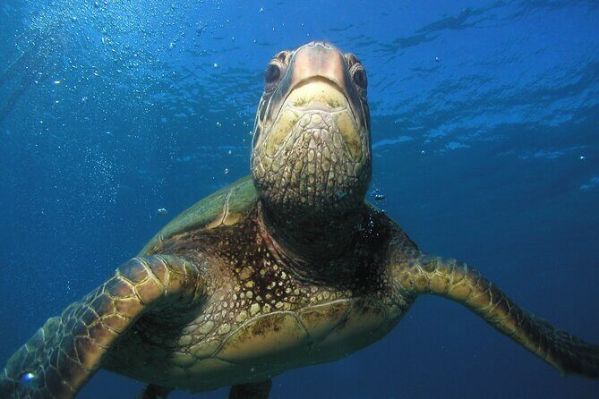 Intro/Refresher Dive Swim Ability Required - Who Might Want to Consider Other Options?