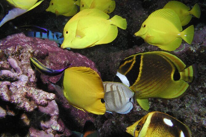 Intro/Refresher Dive Swim Ability Required - Frequently Asked Questions