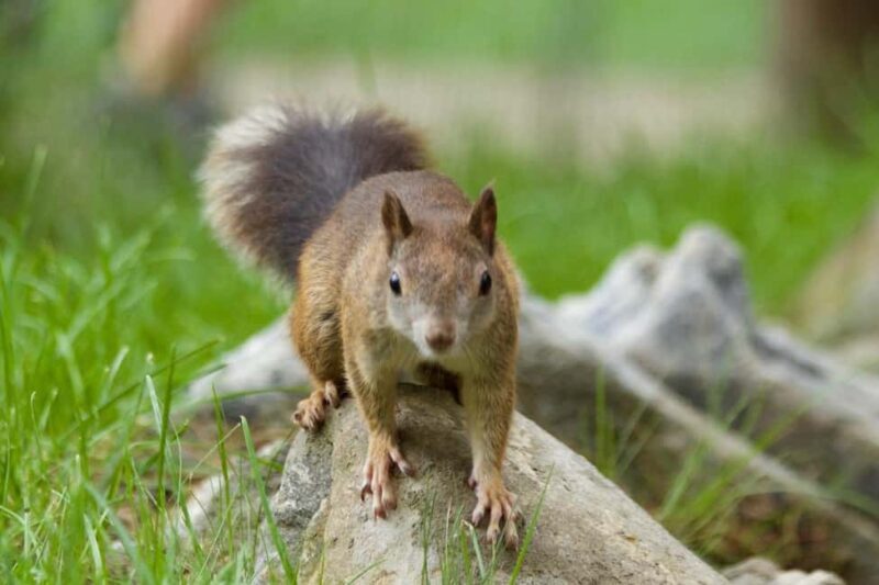 Introd: Entry Ticket to Parc Animalier - Key Points