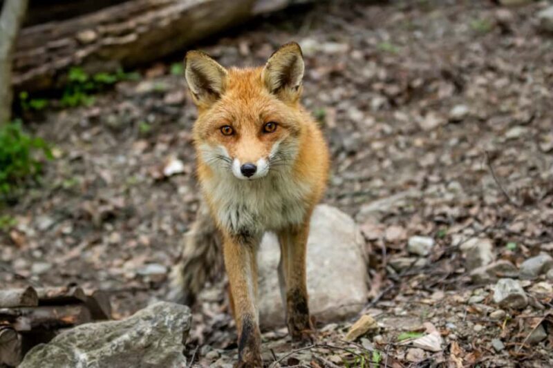 Introd: Entry Ticket to Parc Animalier - FAQ