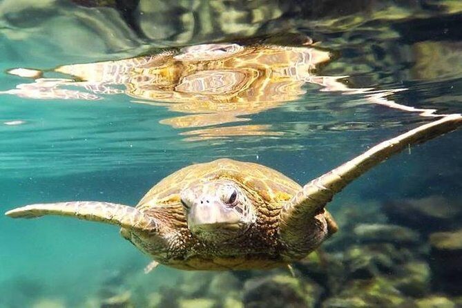 Introductory Beach Scuba Dive - Why This Tour Offers Value