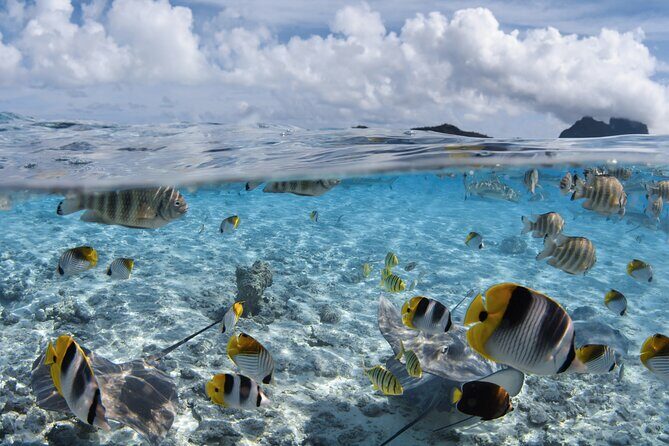 Introductory Dive in Bora Bora (afternoon) - The Real Value of the Tour