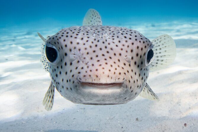 Introductory Dive in Bora Bora (afternoon) - Who Should Consider This Tour?