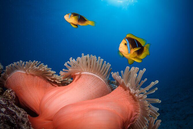 Introductory Dive in Bora Bora (afternoon) - FAQ