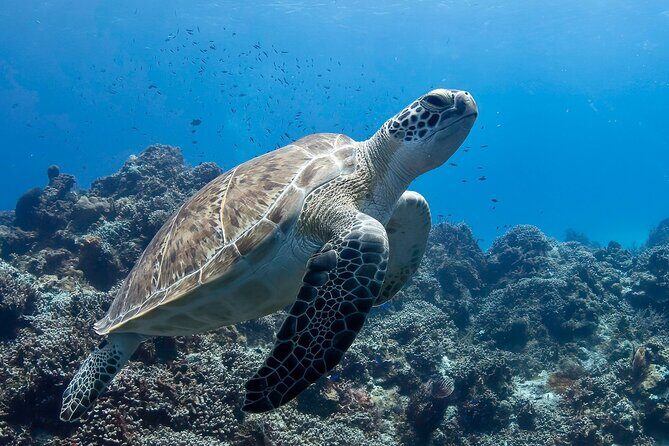 Introductory Diving Class in the Cozumel Reefs - What the Tour Entails: Step-by-Step