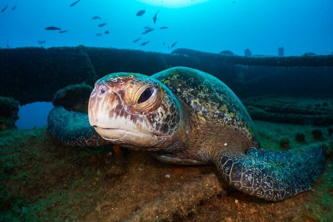 Introductory Diving Class in the Cozumel Reefs - Practical Details and Tips