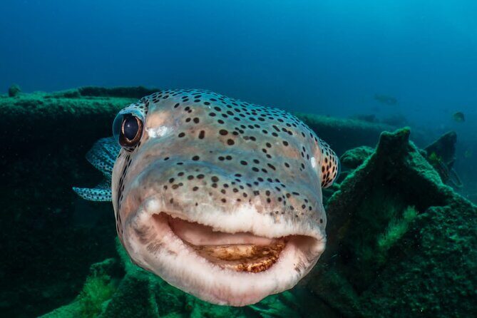 Introductory Diving Class in the Cozumel Reefs - FAQs About the Cozumel Introductory Diving Experience