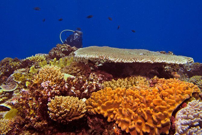 Introductory Scuba Dive experience - Whitetip Marine Adventures - Final Thoughts: Is This Experience Right for You?