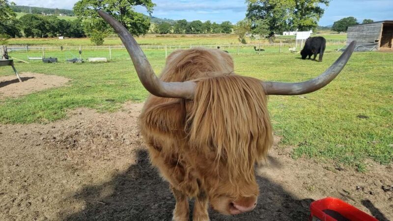 Invergordon: Highlands Tour with Loch Ness & Inverness - FAQs