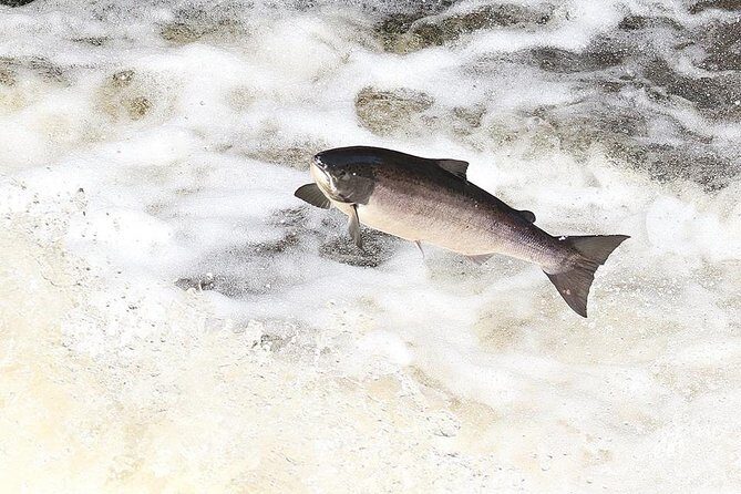 INVERGORDON PORT Tour Dunrobin, Dornoch & Distillery - Exploring the Scottish Highlands: A Look at the Invergordon Port Tour to Dunrobin, Dornoch & Distillery