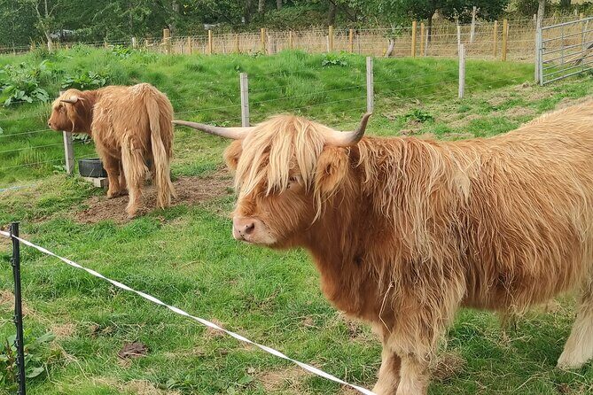 Invergordon Shore Excursion Highland Bucket List Tour - Final Thoughts