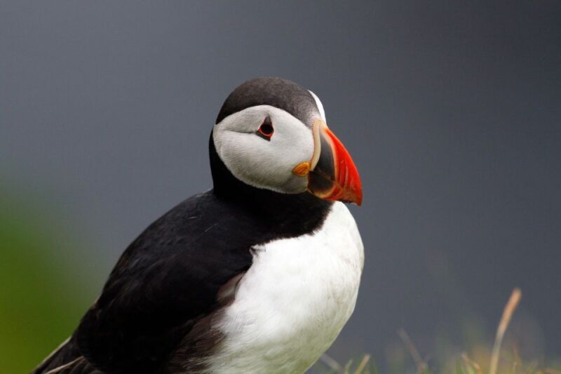 Inverness: Moray Coast, Wildlife and Speyside Whisky Tour - Pricing and Value