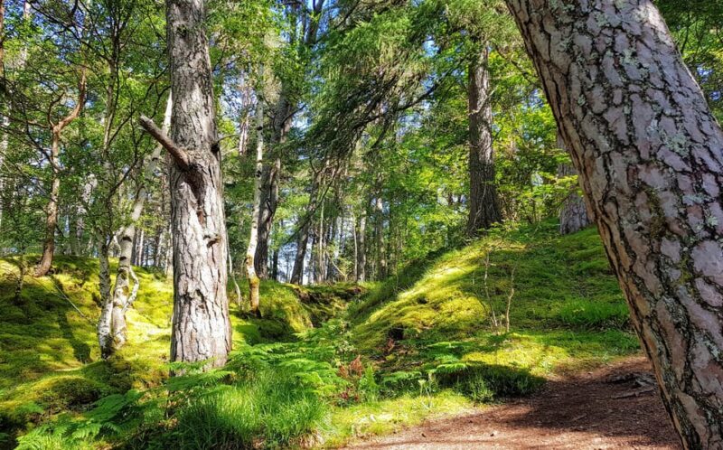 Inverness: Private Secret Hike to the Shores of Loch Ness - Who Will Love This Tour?