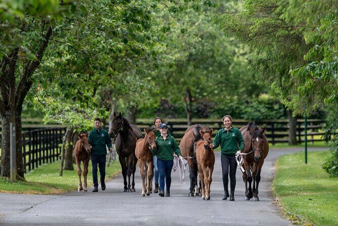 Irish National Stud & Gardens Skip the line Entrance - Downsides and Considerations
