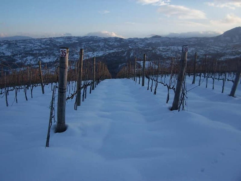 Irpinia Wine Tasting Experience - Key Points