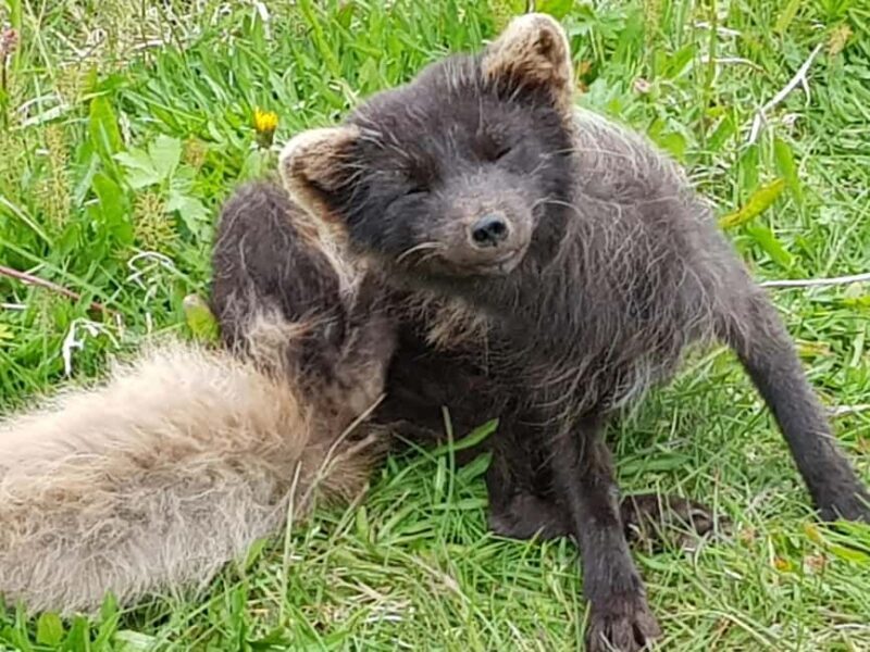 Ísafjörður: Hornstrandir Nature Reserve Guided Hike - The Itinerary: What to Expect