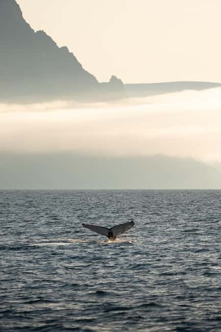 Ísafjörður: Westfjords Whale Watching Boat Tour - Key Points