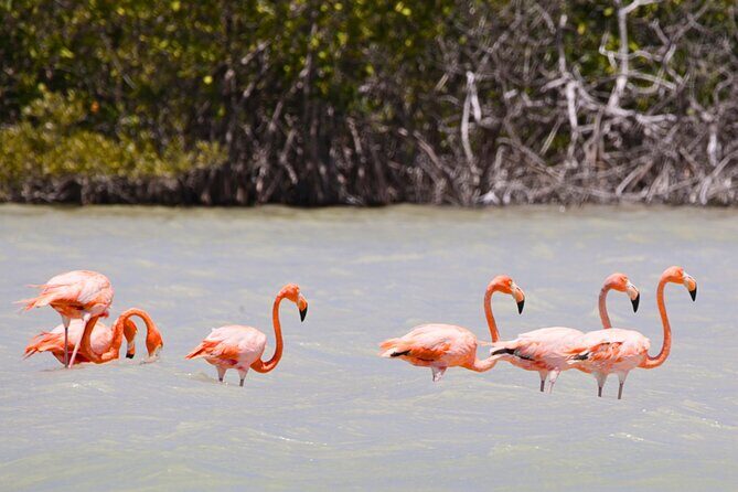 Isla Columpios and Progreso Day Trip - The Experience on the Ground
