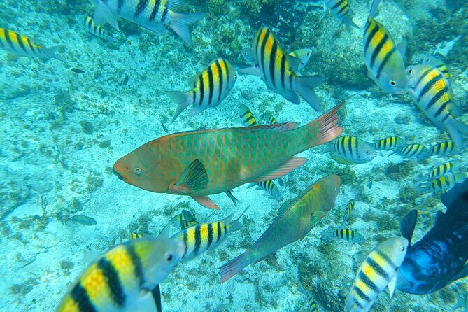Isla Mujeres Basic Tour in Catamaran with Snorkel and Open Bar - The Itinerary in Detail