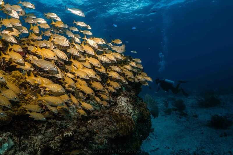 Isla Mujeres - MUSA and the Manchones Reef - Snorkel - The Sum Up: Is This Tour Right for You?